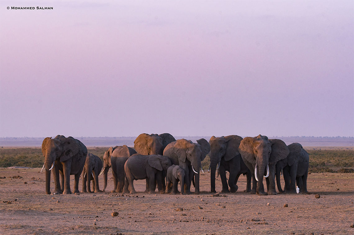 A herd of african elephants || Amboseli || Aug 2017<br />
<a href="https://www.facebook.com/MohammedSalmanPics/" rel="nofollow">https://www.facebook.com/MohammedSalmanPics/</a><br />
 African bush elephant,Asian elephant,Elephas maximus,Loxodonta africana