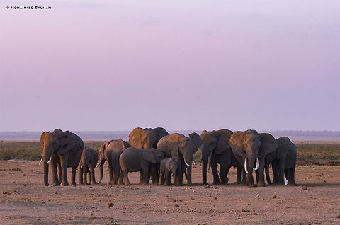 A herd of african elephants || Amboseli || Aug 2017
https://www.facebook.com/MohammedSalmanPics/
 African bush elephant,Asian elephant,Elephas maximus,Loxodonta africana