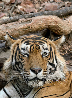 Wink, T-57 || Ranthambore || June 2018
https://www.facebook.com/MohammedSalmanPics/
 Bengal tiger,Panthera tigris tigris