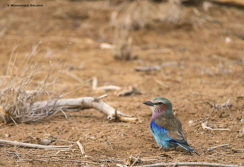 Lilac-breasted roller || Tsavo West || Aug 2017
https://www.facebook.com/MohammedSalmanPics/ Coracias caudatus,Lilac-breasted Roller