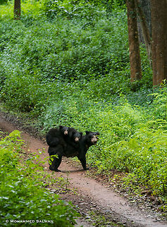 Piggyback, sloth bear and cubs || BRT || July 2018
https://www.facebook.com/MohammedSalmanPics/
 Melursus ursinus,Sloth bear