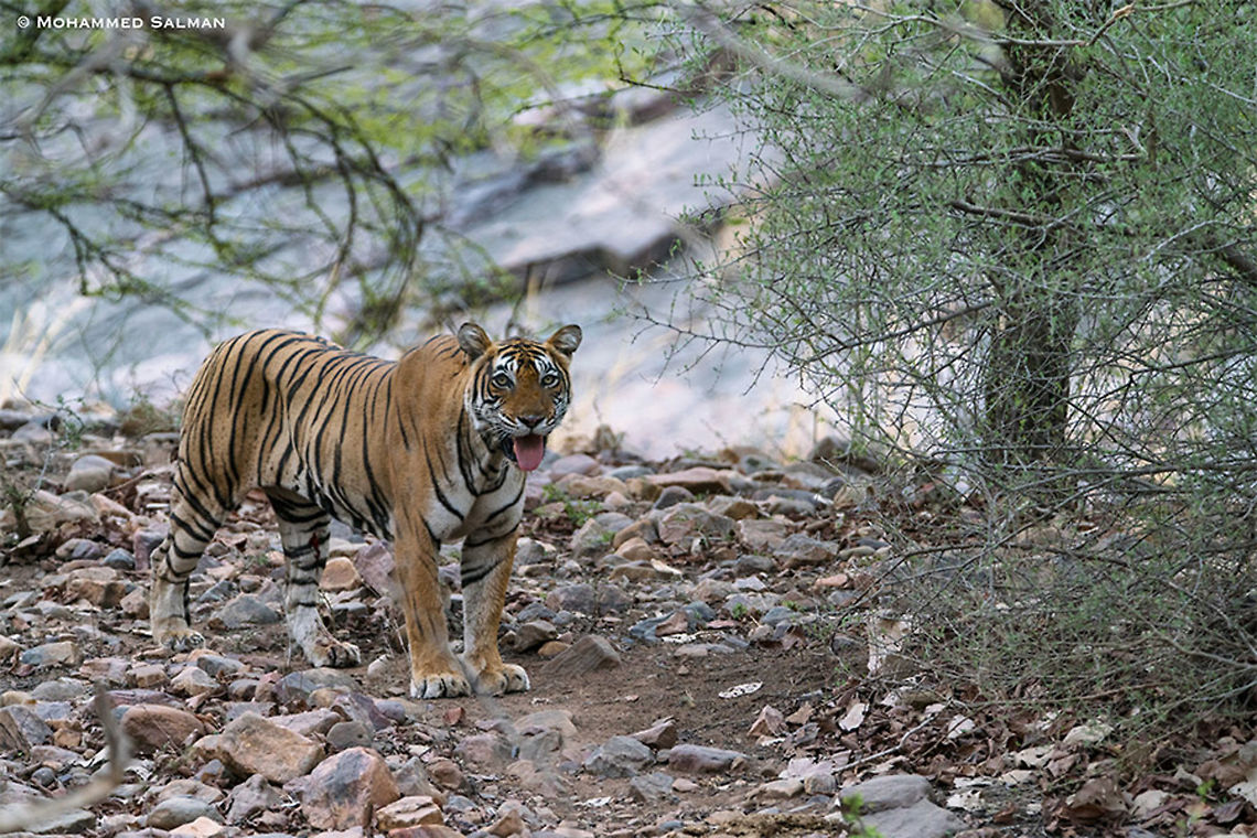 T-39 aka Noor || Ranthambore || June 2018<br />
<a href="https://www.facebook.com/MohammedSalmanPics/" rel="nofollow">https://www.facebook.com/MohammedSalmanPics/</a> Panthera tigris,Tiger