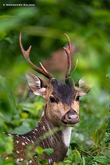 Chital portrait || Nagarhole || July 2018
https://www.facebook.com/MohammedSalmanPics/ Axis axis,Axis deer