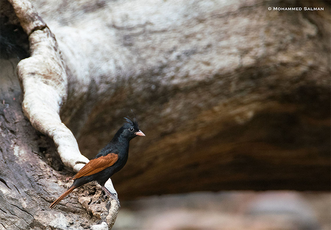 Crested bunting || Ranthambore || June 2018 <a href="https://www.facebook.com/MohammedSalmanPics/" rel="nofollow">https://www.facebook.com/MohammedSalmanPics/</a> Crested Bunting,Melophus lathami