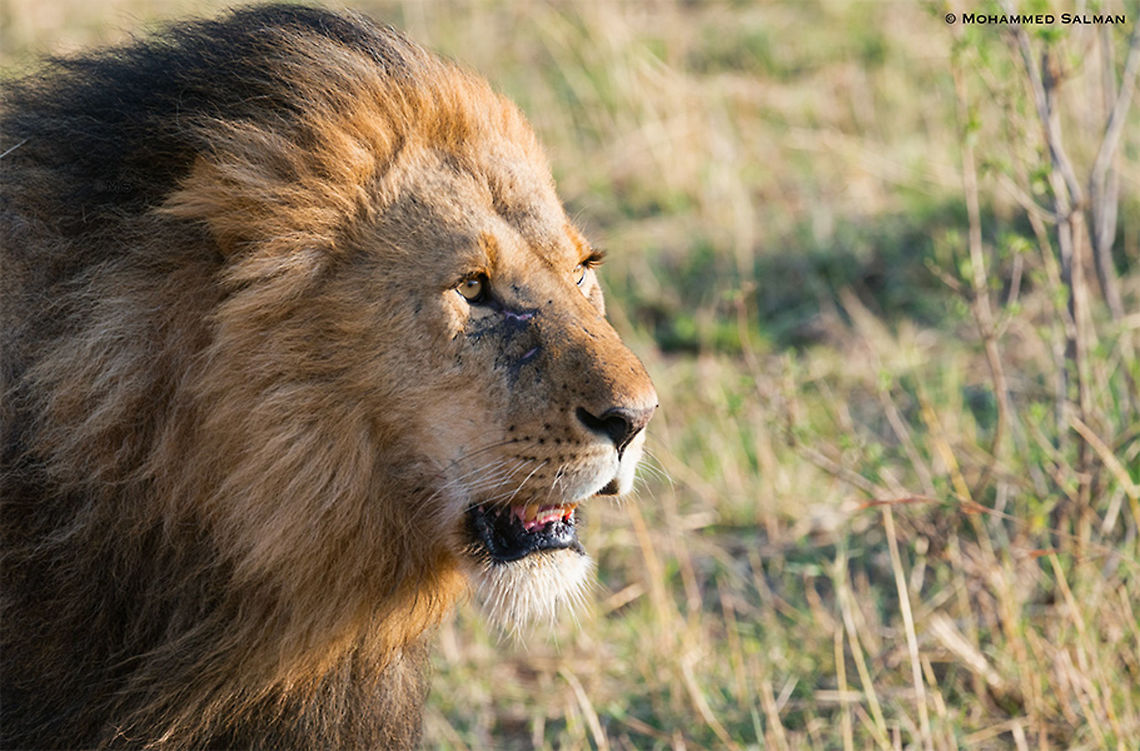 Scarface || Maasai Mara || Aug 2017<br />
<a href="https://www.facebook.com/MohammedSalmanPics/" rel="nofollow">https://www.facebook.com/MohammedSalmanPics/</a> Lion,Panthera leo