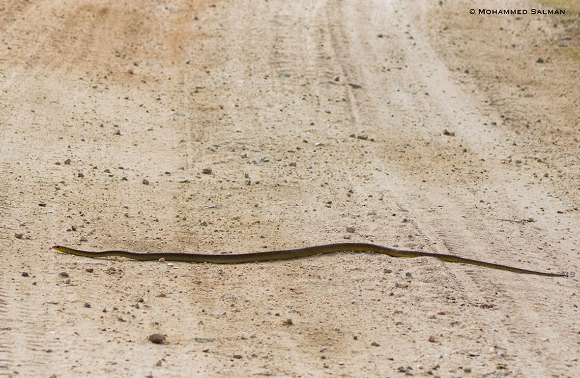 Rat snake || Hampi || July 2018<br />
<a href="https://www.facebook.com/MohammedSalmanPics/" rel="nofollow">https://www.facebook.com/MohammedSalmanPics/</a> Pantherophis obsoletus,Ptyas mucosa,Western rat snake