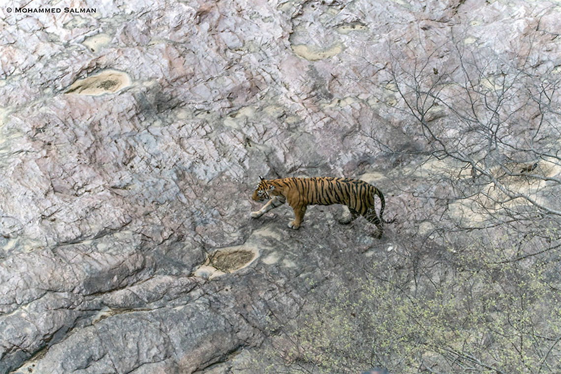 Bird's-eye view of T-19 || Ranthambore || June 2018<br />
<a href="https://www.facebook.com/MohammedSalmanPics/" rel="nofollow">https://www.facebook.com/MohammedSalmanPics/</a> Bengal tiger,Panthera tigris tigris
