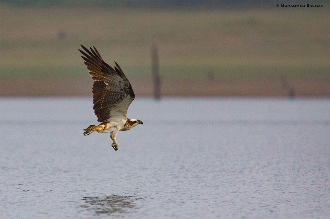 Osprey in flight || Lakkavalli, Bhadra || July 2017<br />
<a href="https://www.facebook.com/MohammedSalmanPics/" rel="nofollow">https://www.facebook.com/MohammedSalmanPics/</a> Osprey,Pandion haliaetus