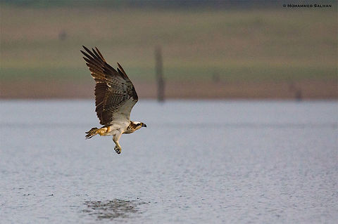 Osprey in flight || Lakkavalli, Bhadra || July 2017
https://www.facebook.com/MohammedSalmanPics/ Osprey,Pandion haliaetus