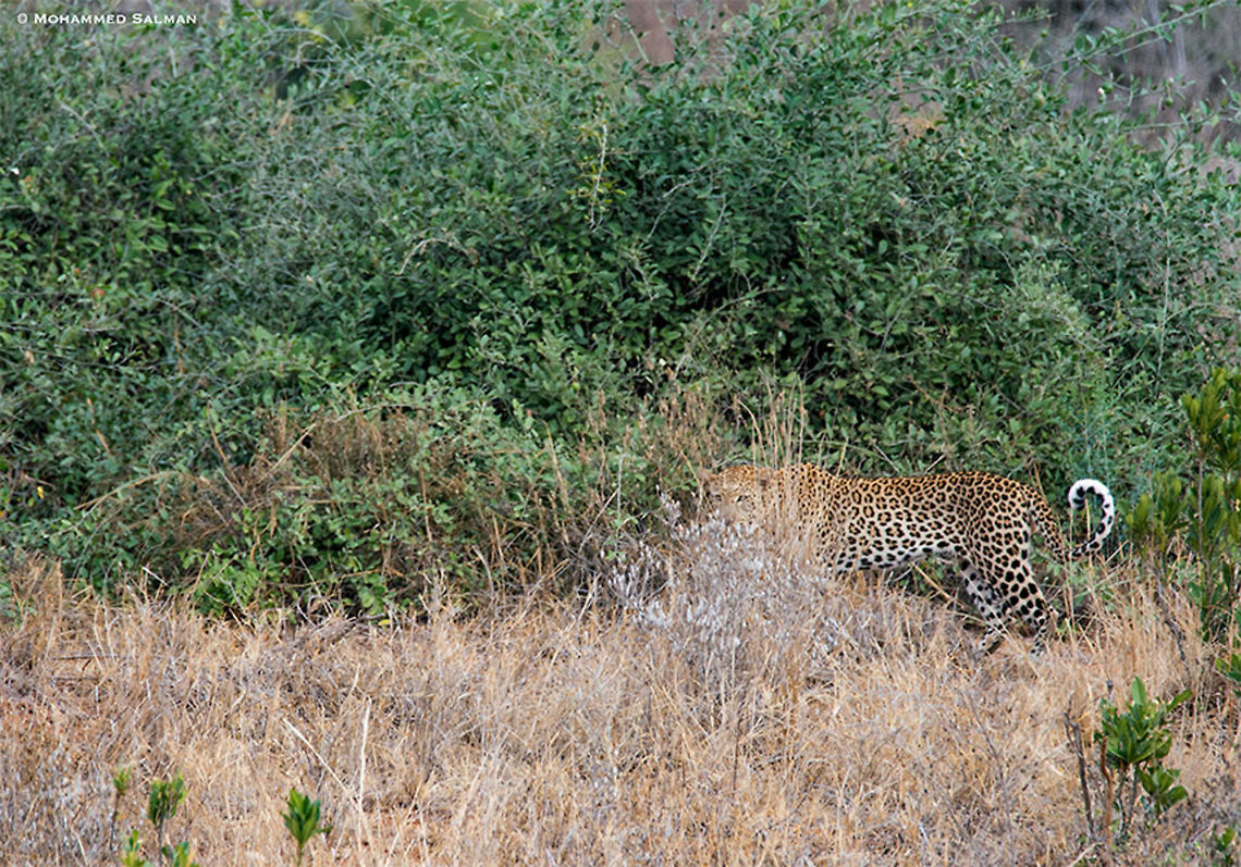 African leopard || Tsavo West || Aug 2017<br />
<a href="https://www.facebook.com/MohammedSalmanPics/" rel="nofollow">https://www.facebook.com/MohammedSalmanPics/</a> African Leopard,Panthera pardus pardus