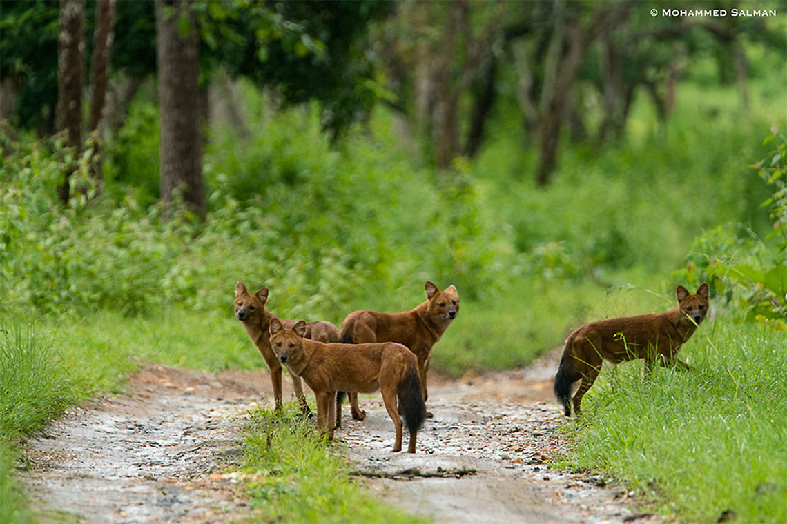 Indian wild dogs || Bandipur || Aug 2018<br />
<a href="https://www.facebook.com/MohammedSalmanPics/" rel="nofollow">https://www.facebook.com/MohammedSalmanPics/</a><br />
 Cuon alpinus,Dhole