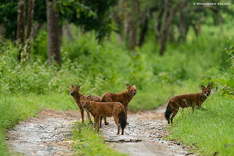 Indian wild dogs || Bandipur || Aug 2018
https://www.facebook.com/MohammedSalmanPics/
 Cuon alpinus,Dhole