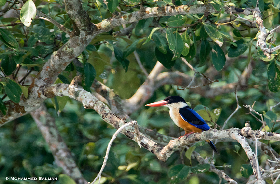 Black capped kingfisher || Sundarbans || Oct 2017 <br />
<a href="https://www.facebook.com/MohammedSalmanPics/" rel="nofollow">https://www.facebook.com/MohammedSalmanPics/</a><br />
 Black-capped kingfisher,Halcyon pileata
