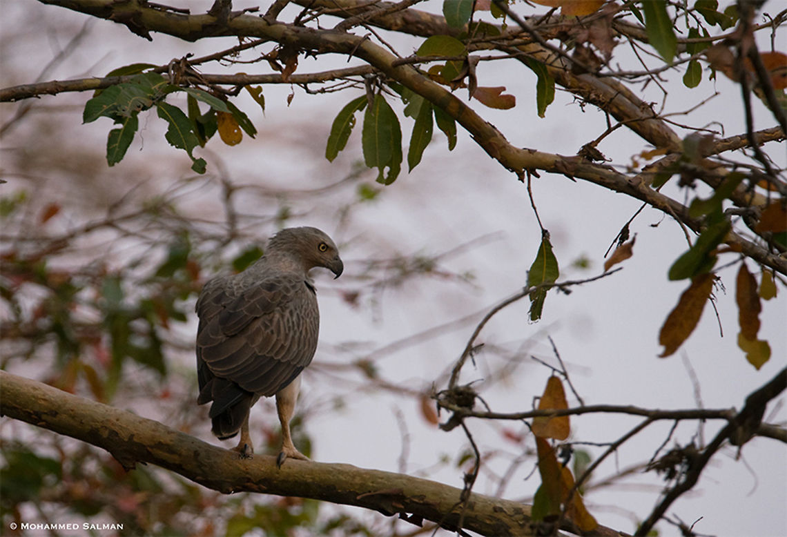 Lesser fish eagle || Cauvery WLS || March 2018<br />
<a href="https://www.facebook.com/MohammedSalmanPics/" rel="nofollow">https://www.facebook.com/MohammedSalmanPics/</a> Ichthyophaga humilis,Lesser fish eagle