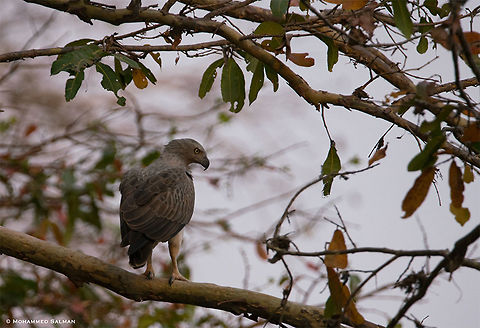 Lesser fish eagle || Cauvery WLS || March 2018
https://www.facebook.com/MohammedSalmanPics/ Ichthyophaga humilis,Lesser fish eagle