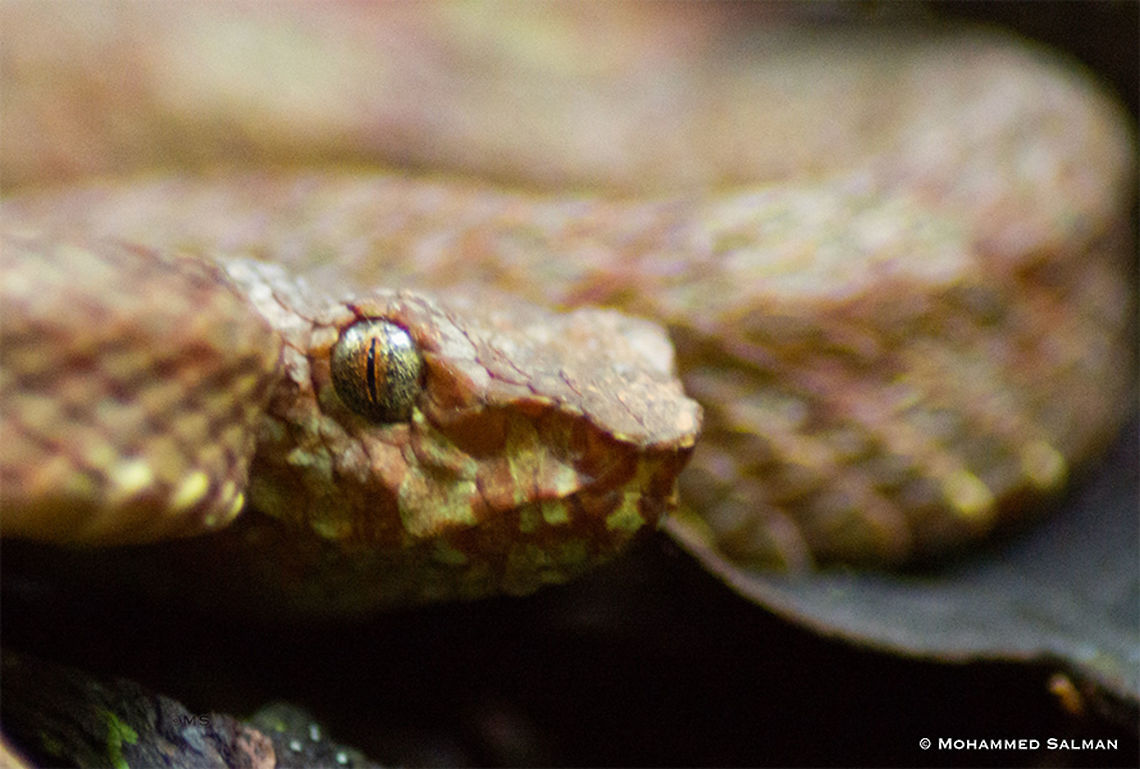 Malabar pit viper || Waynard || Sept 2017<br />
<a href="https://www.facebook.com/MohammedSalmanPics/" rel="nofollow">https://www.facebook.com/MohammedSalmanPics/</a> Malabar pit viper,Trimeresurus malabaricus
