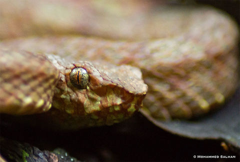 Malabar pit viper || Waynard || Sept 2017
https://www.facebook.com/MohammedSalmanPics/ Malabar pit viper,Trimeresurus malabaricus