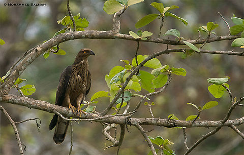 Oriental honey buzzard || Kabini || March 2018
https://www.facebook.com/MohammedSalmanPics/
 Crested honey buzzard,Pernis ptilorhyncus