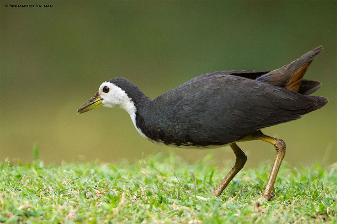 White-breasted waterhen || Hampi || July 2018<br />
<a href="https://www.facebook.com/MohammedSalmanPics/" rel="nofollow">https://www.facebook.com/MohammedSalmanPics/</a> Amaurornis phoenicurus,White-breasted waterhen