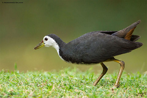 White-breasted waterhen || Hampi || July 2018
https://www.facebook.com/MohammedSalmanPics/ Amaurornis phoenicurus,White-breasted waterhen