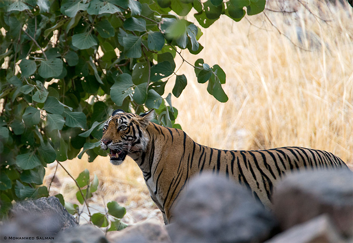 Sub-adult cub of Noor || Ranthambore || June 2018<br />
<a href="https://www.facebook.com/MohammedSalmanPics/" rel="nofollow">https://www.facebook.com/MohammedSalmanPics/</a><br />
 Panthera tigris,Tiger