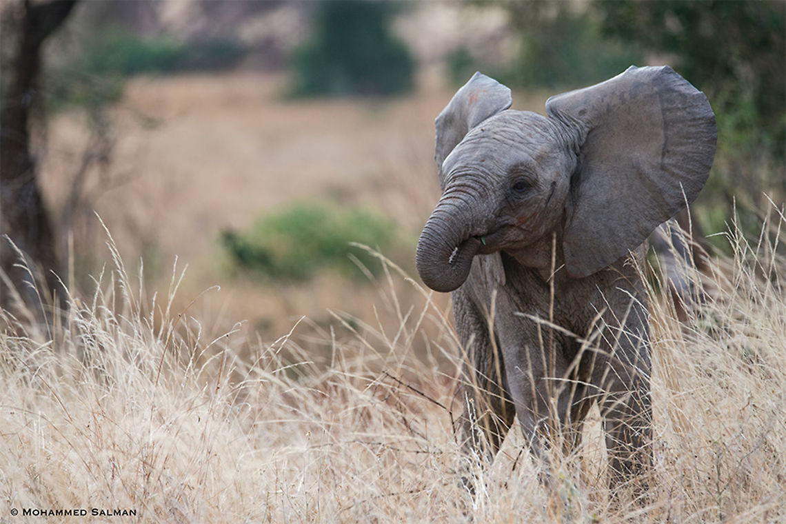 Tiny Jumbo || Tsavo West || Aug 2017<br />
<a href="https://www.facebook.com/MohammedSalmanPics/" rel="nofollow">https://www.facebook.com/MohammedSalmanPics/</a><br />
 African bush elephant,Loxodonta africana