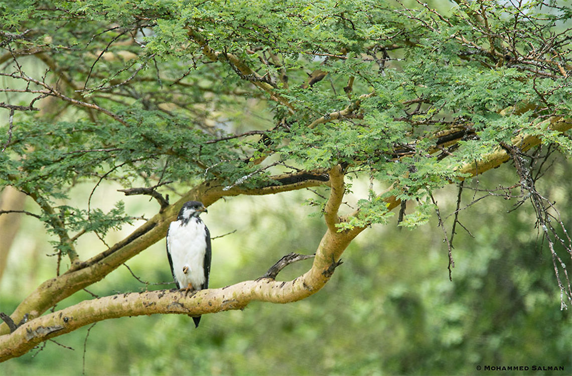 Augur Buzzard || Lake Nakuru || Aug 2017<br />
<a href="https://www.facebook.com/MohammedSalmanPics/" rel="nofollow">https://www.facebook.com/MohammedSalmanPics/</a> Augur buzzard,Buteo augur