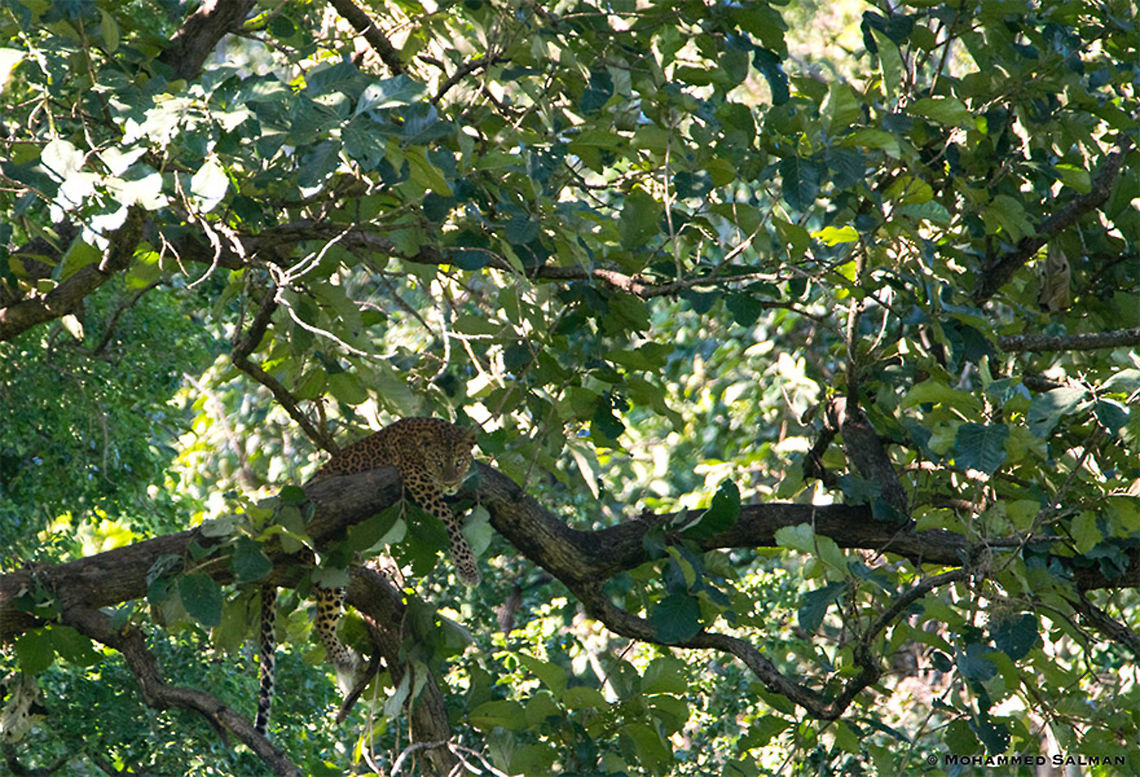 Leopard habitat || Kabini || Sept 2018<br />
<a href="https://www.facebook.com/MohammedSalmanPics/" rel="nofollow">https://www.facebook.com/MohammedSalmanPics/</a><br />
 Indian leopard,Panthera pardus fusca