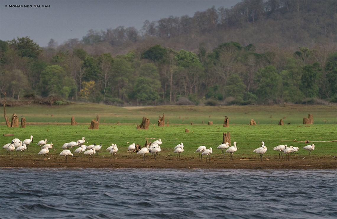 Spoonbills || Kabini || March 2018<br />
<a href="https://www.facebook.com/MohammedSalmanPics/" rel="nofollow">https://www.facebook.com/MohammedSalmanPics/</a><br />
 Eurasian Spoonbill,Platalea leucorodia