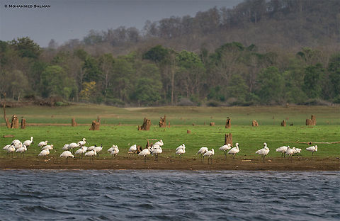 Spoonbills || Kabini || March 2018
https://www.facebook.com/MohammedSalmanPics/
 Eurasian Spoonbill,Platalea leucorodia