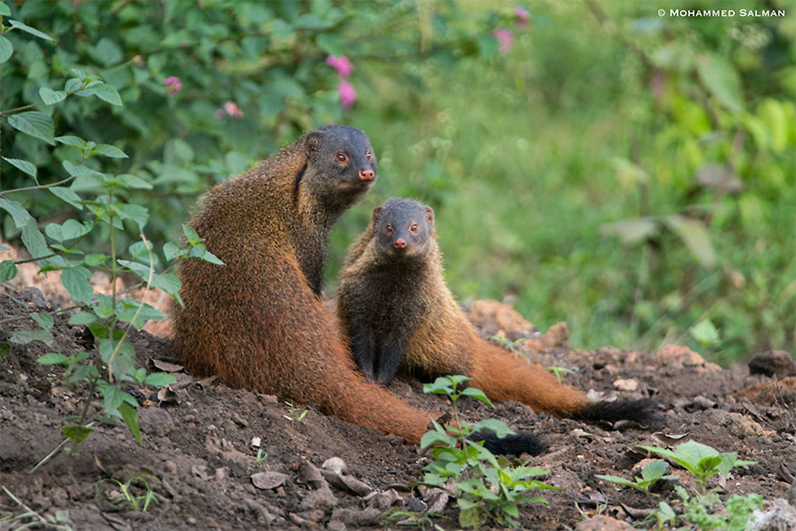 Stripe necked mongoose with its young || Bandipur || Sept 2018<br />
<a href="https://www.facebook.com/MohammedSalmanPics/" rel="nofollow">https://www.facebook.com/MohammedSalmanPics/</a> Herpestes vitticollis,Stripe-necked mongoose
