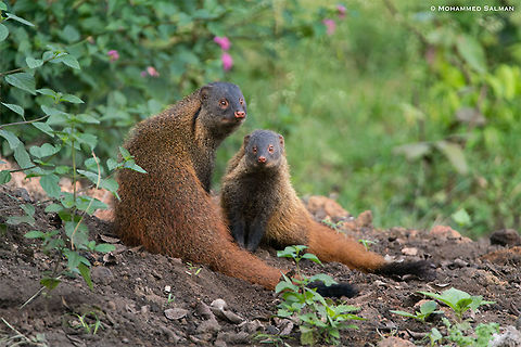 Stripe necked mongoose with its young || Bandipur || Sept 2018
https://www.facebook.com/MohammedSalmanPics/ Herpestes vitticollis,Stripe-necked mongoose