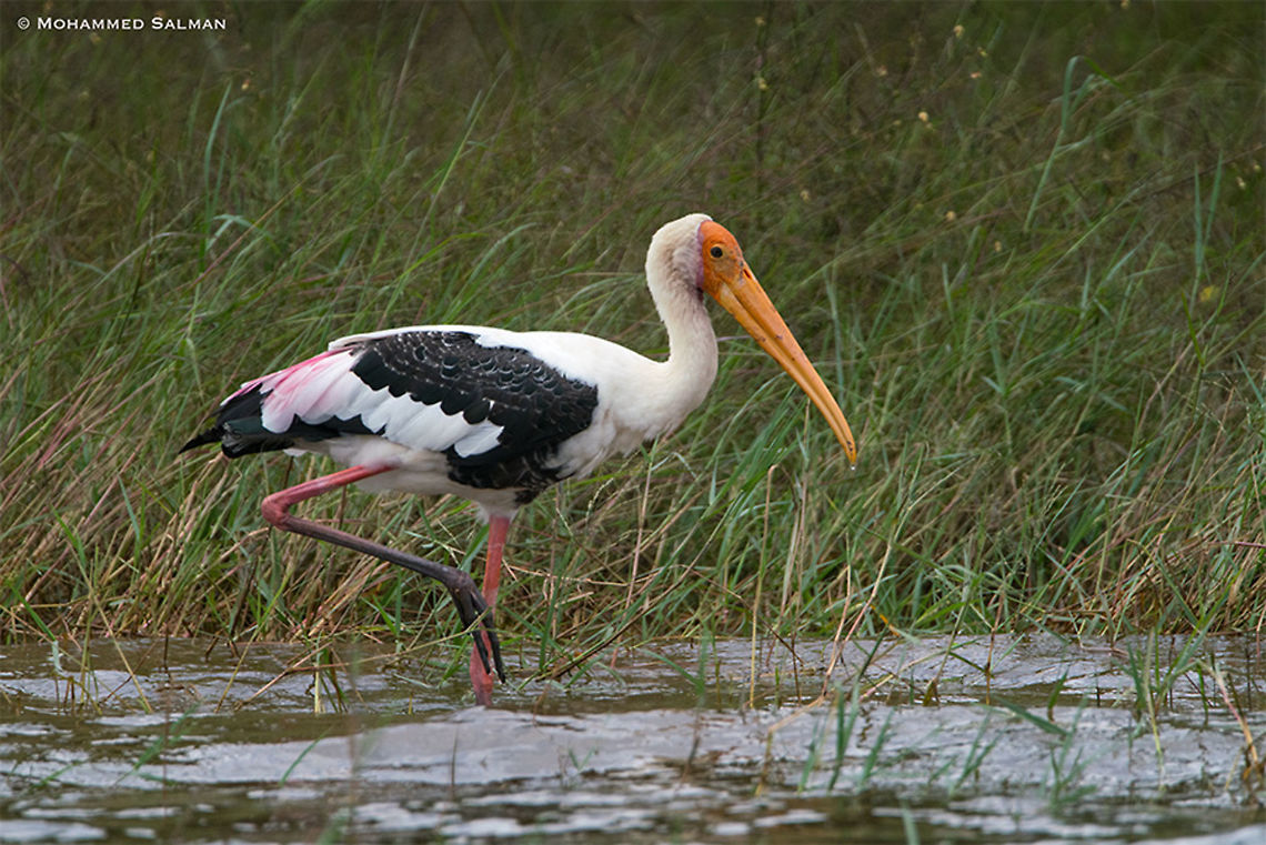 Painted stork || Kabini || Sept 2018<br />
<a href="https://www.facebook.com/MohammedSalmanPics/" rel="nofollow">https://www.facebook.com/MohammedSalmanPics/</a><br />
 Mycteria leucocephala,Painted Stork