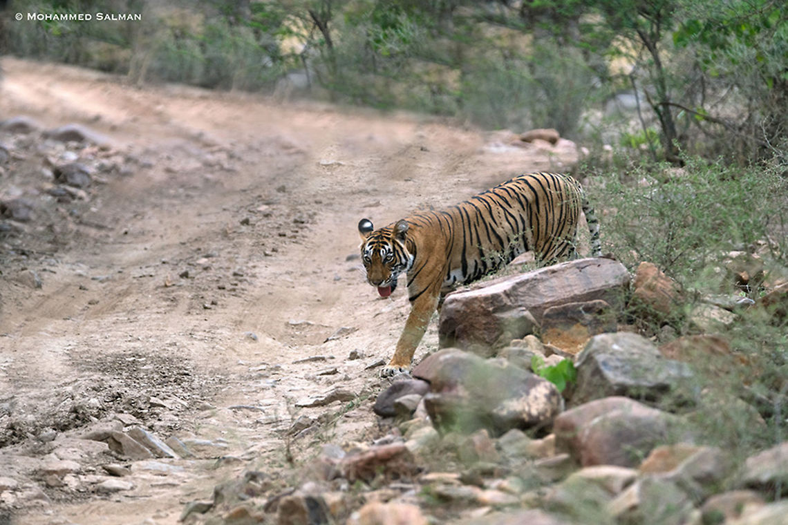 Noor || Ranthambore || June 2018<br />
<a href="https://www.facebook.com/MohammedSalmanPics/" rel="nofollow">https://www.facebook.com/MohammedSalmanPics/</a> Bengal tiger,Panthera tigris tigris