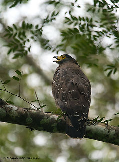 When crested serpent eagle call's || Nagarhole || Aug 2018
https://www.facebook.com/MohammedSalmanPics/ Crested Serpent Eagle,Spilornis cheela