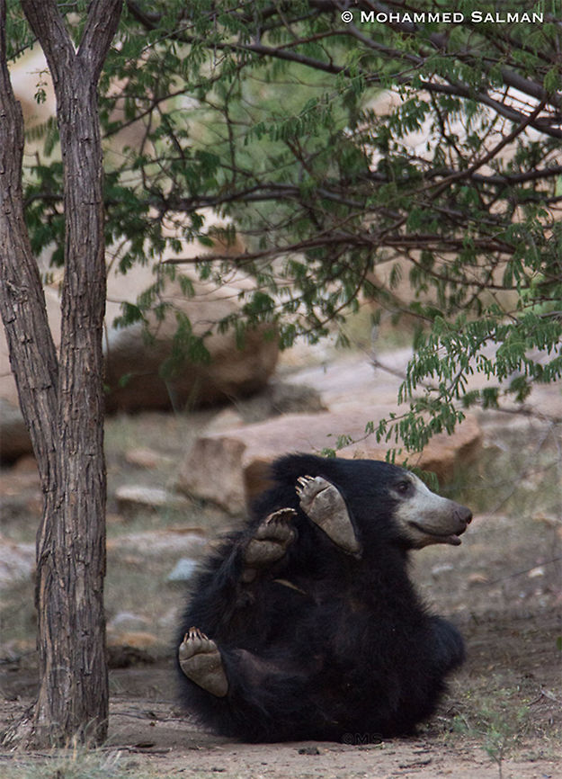 look at my paws and claws || Daroji || July 2018<br />
<a href="https://www.facebook.com/MohammedSalmanPics/" rel="nofollow">https://www.facebook.com/MohammedSalmanPics/</a> Melursus ursinus,Sloth bear