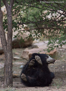 look at my paws and claws || Daroji || July 2018
https://www.facebook.com/MohammedSalmanPics/ Melursus ursinus,Sloth bear