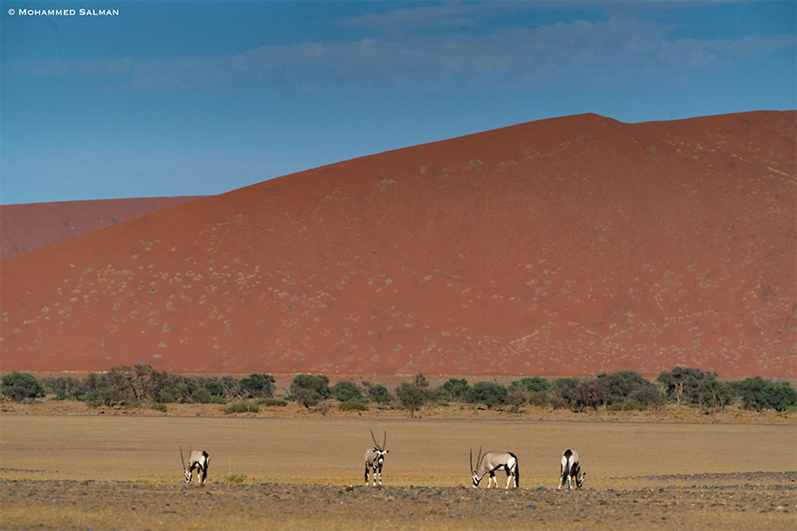 Habitat of the oryx || Namib-Naukluft National Park || Oct 2018<br />
<a href="https://www.facebook.com/MohammedSalmanPics/" rel="nofollow">https://www.facebook.com/MohammedSalmanPics/</a> Gemsbok,Oryx gazella