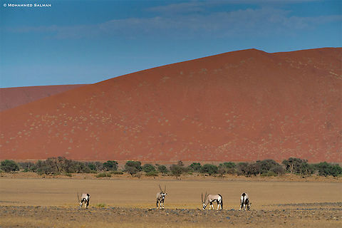 Habitat of the oryx || Namib-Naukluft National Park || Oct 2018
https://www.facebook.com/MohammedSalmanPics/ Gemsbok,Oryx gazella