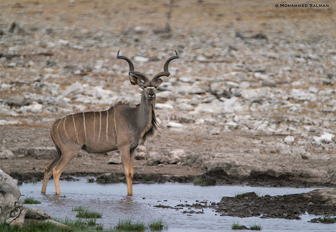 Greater Kudu || Etosha || Oct 2018<br />
<a href="https://www.facebook.com/MohammedSalmanPics/" rel="nofollow">https://www.facebook.com/MohammedSalmanPics/</a> Greater Kudu,Tragelaphus strepsiceros