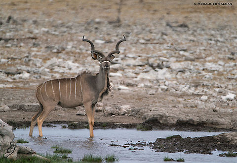 Greater Kudu || Etosha || Oct 2018
https://www.facebook.com/MohammedSalmanPics/ Greater Kudu,Tragelaphus strepsiceros