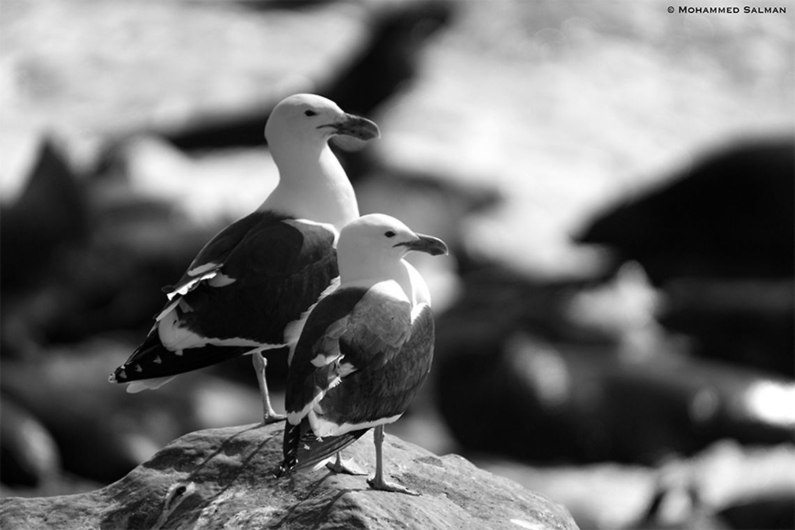 A pair of Kelp gulls || Cape cross seal reserve || Oct 2018<br />
<a href="https://www.facebook.com/MohammedSalmanPics/" rel="nofollow">https://www.facebook.com/MohammedSalmanPics/</a> Kelp Gull,Larus dominicanus