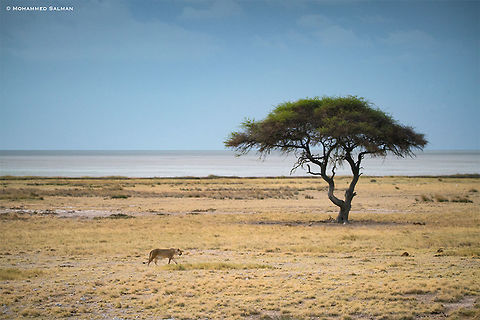 Lioness with the Etosha pan in the background, at 4,800km² the salt pan is the largest in Africa and covers nearly a quarter of the park, the pan is even visible from space. || Etosha || Oct 2018
https://www.facebook.com/MohammedSalmanPics/ Lion,Panthera leo