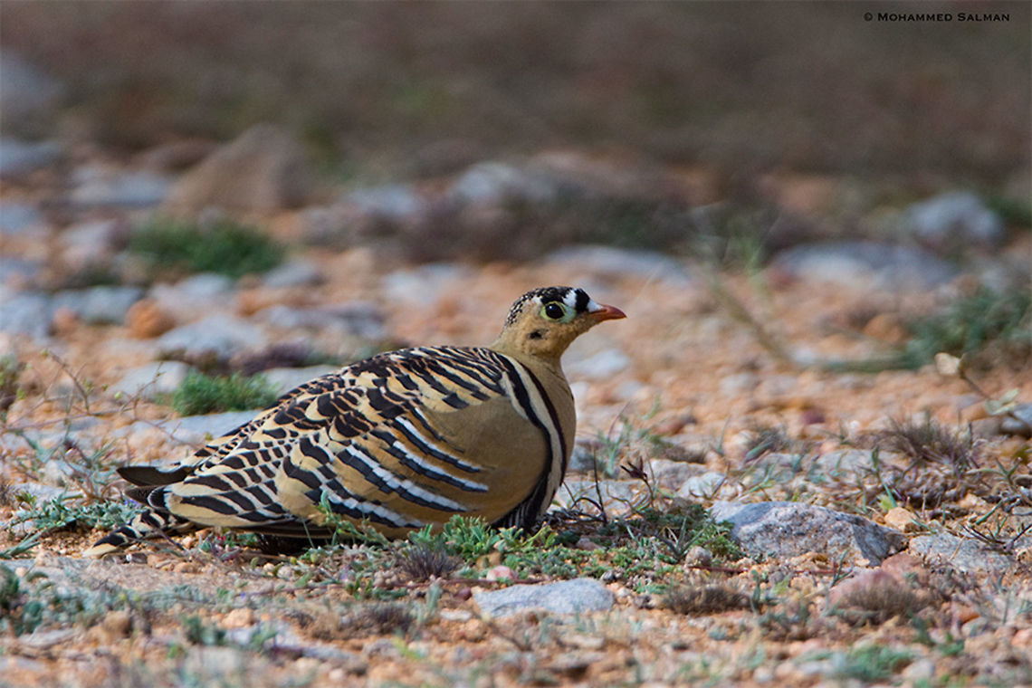 He of the Painted sandgrouse || Hampi || July 2018<br />
<a href="https://www.facebook.com/MohammedSalmanPics/" rel="nofollow">https://www.facebook.com/MohammedSalmanPics/</a> Painted sandgrouse,Pterocles indicus