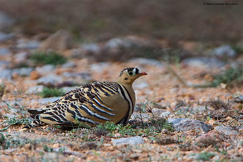 He of the Painted sandgrouse || Hampi || July 2018
https://www.facebook.com/MohammedSalmanPics/ Painted sandgrouse,Pterocles indicus