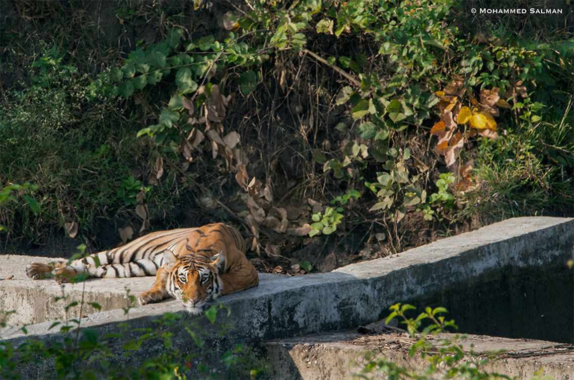 A Tiger's gaze || Kabini || Nov 2018<br />
<a href="https://www.facebook.com/MohammedSalmanPics/" rel="nofollow">https://www.facebook.com/MohammedSalmanPics/</a> Bengal tiger,Panthera tigris tigris