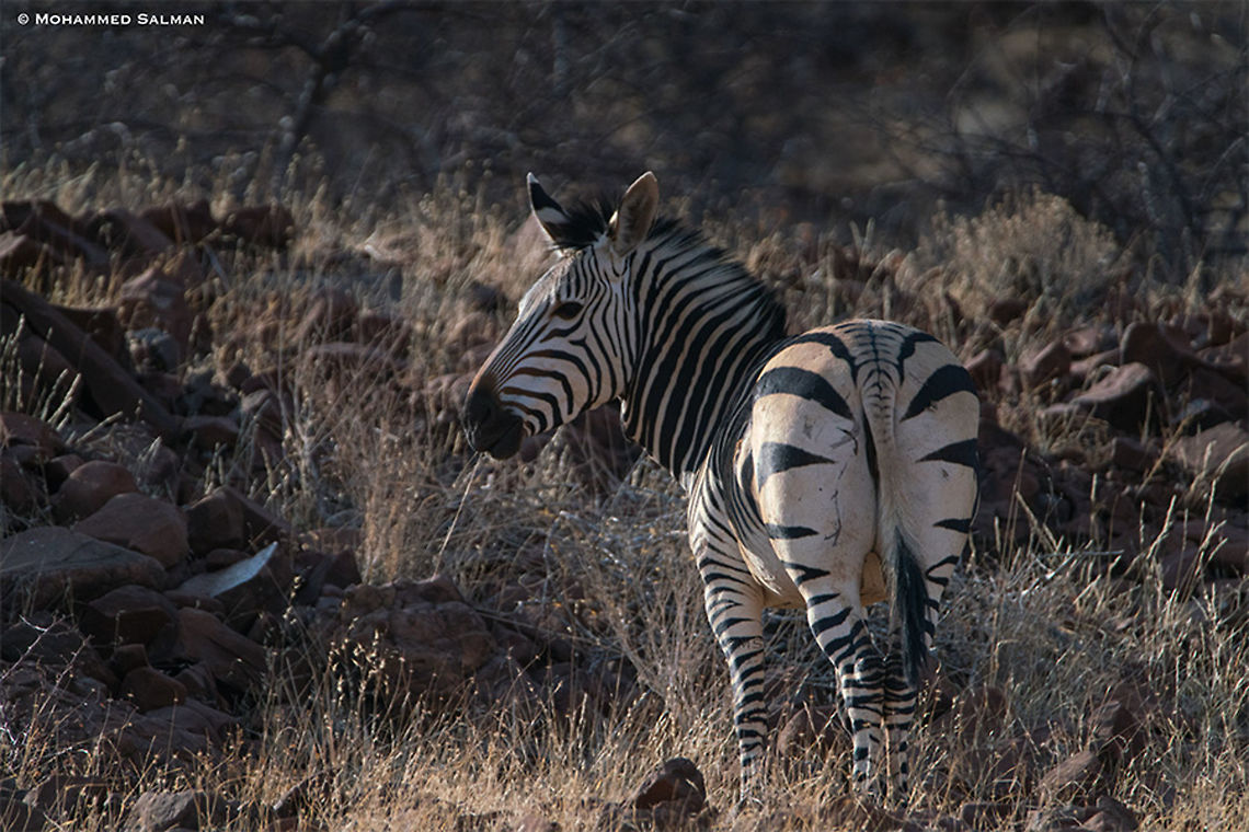 Mountain zebra || Grootberg plateau || Oct 2018<br />
<a href="https://www.facebook.com/MohammedSalmanPics/" rel="nofollow">https://www.facebook.com/MohammedSalmanPics/</a> Equus zebra,Mountain zebra