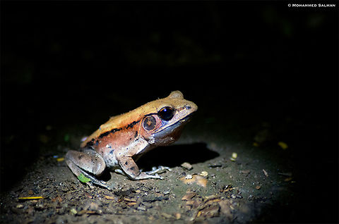 Bicolored frog || Lakkavalli, Bhadra || Oct 2018
https://www.facebook.com/MohammedSalmanPics/ Bicolored frog,Clinotarsus curtipes