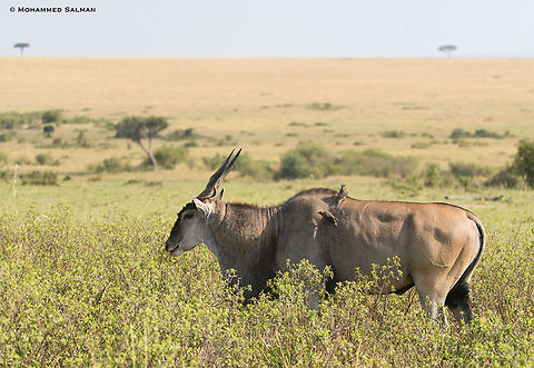 Eland antelope || Maasai Mara || Aug 2017
https://www.facebook.com/MohammedSalmanPics/
 Common eland,Taurotragus oryx