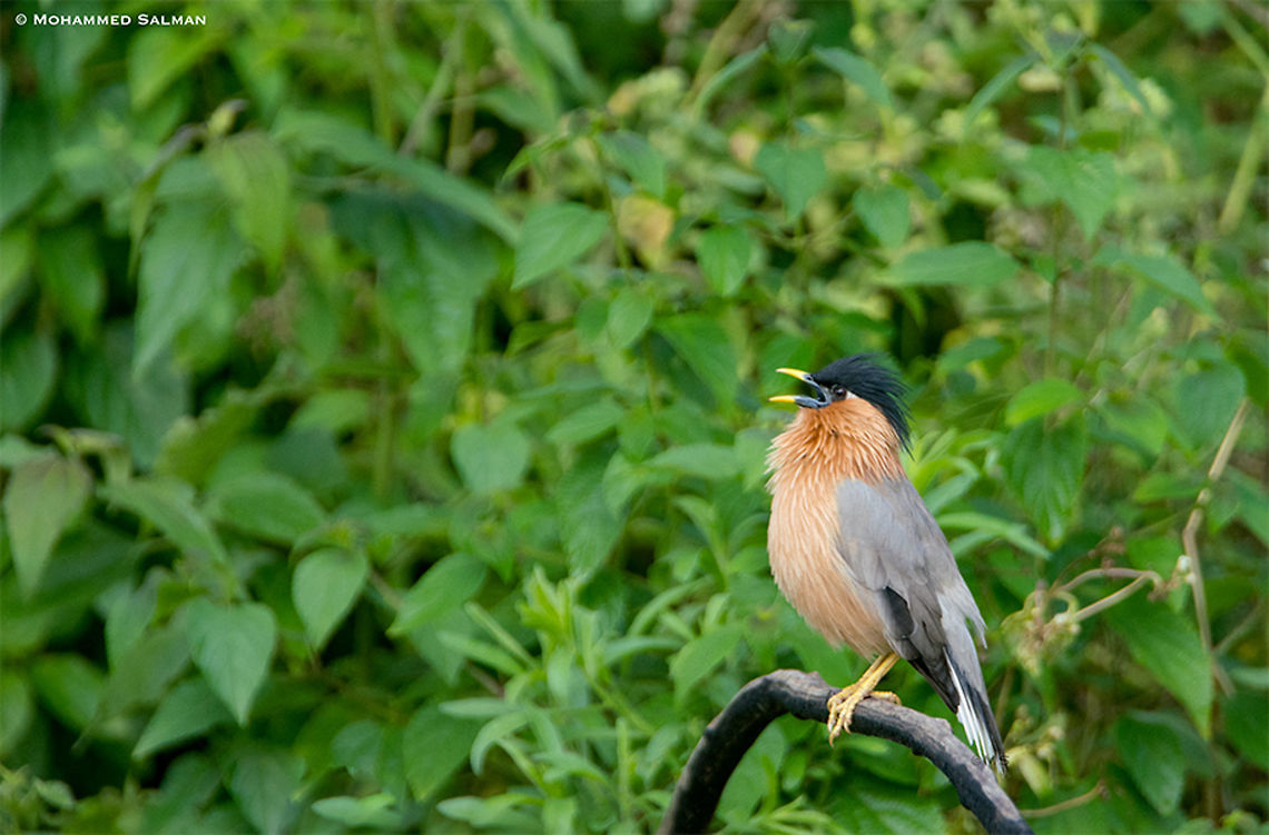 Brahminy starling || Bandipur || Sept 2018<br />
<a href="https://www.facebook.com/MohammedSalmanPics/" rel="nofollow">https://www.facebook.com/MohammedSalmanPics/</a> Brahminy Starling,Sturnia pagodarum